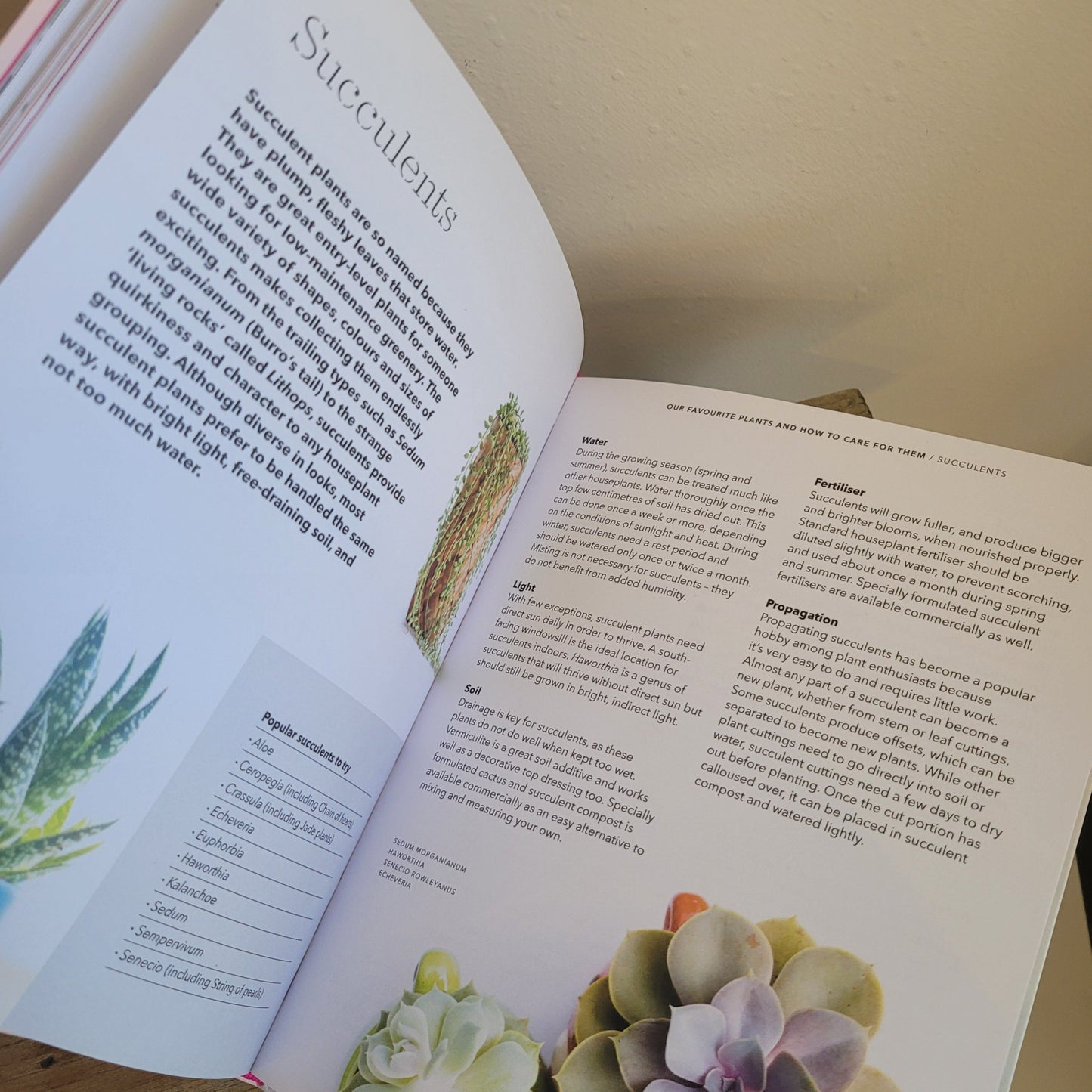 How to raise a plant and make it love you back