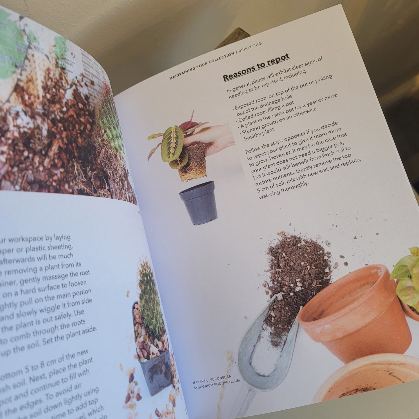 How to raise a plant and make it love you back