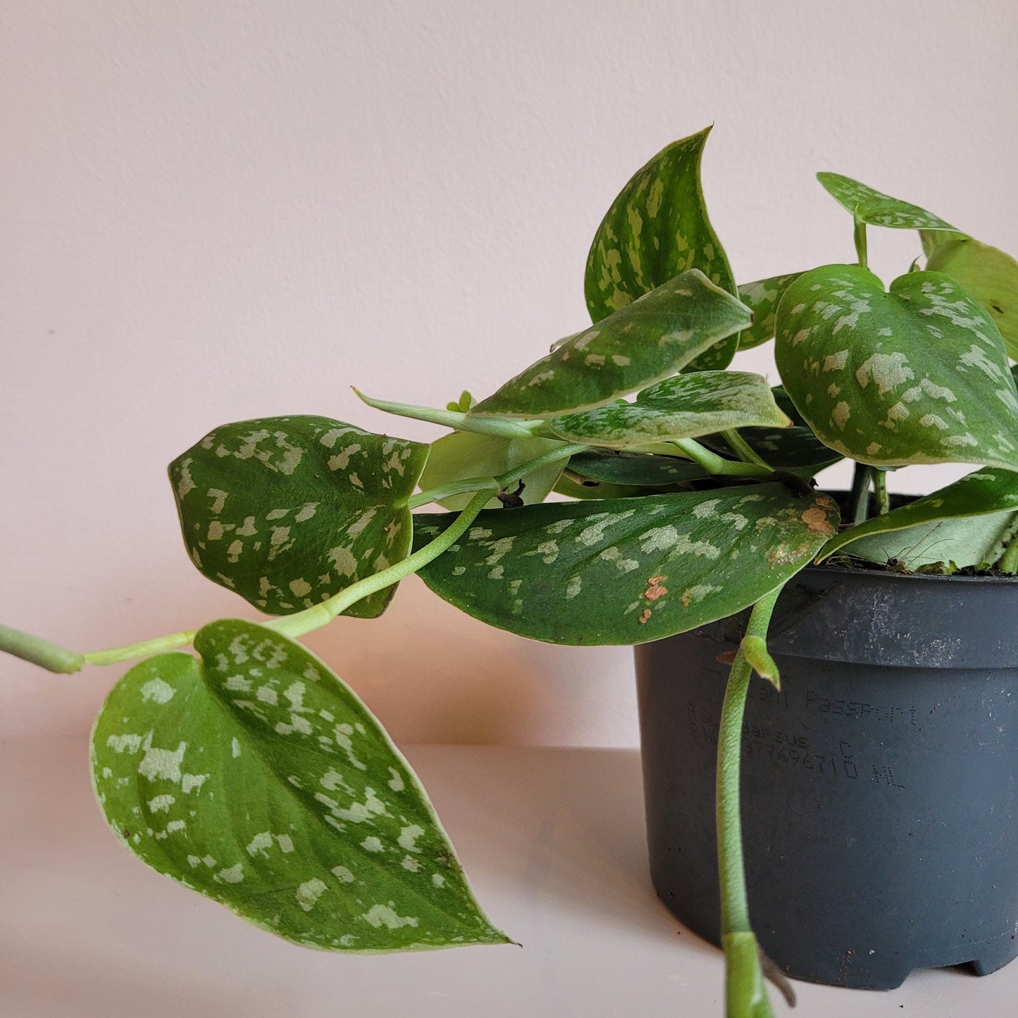 Scindapsus COLLECTION ONLY