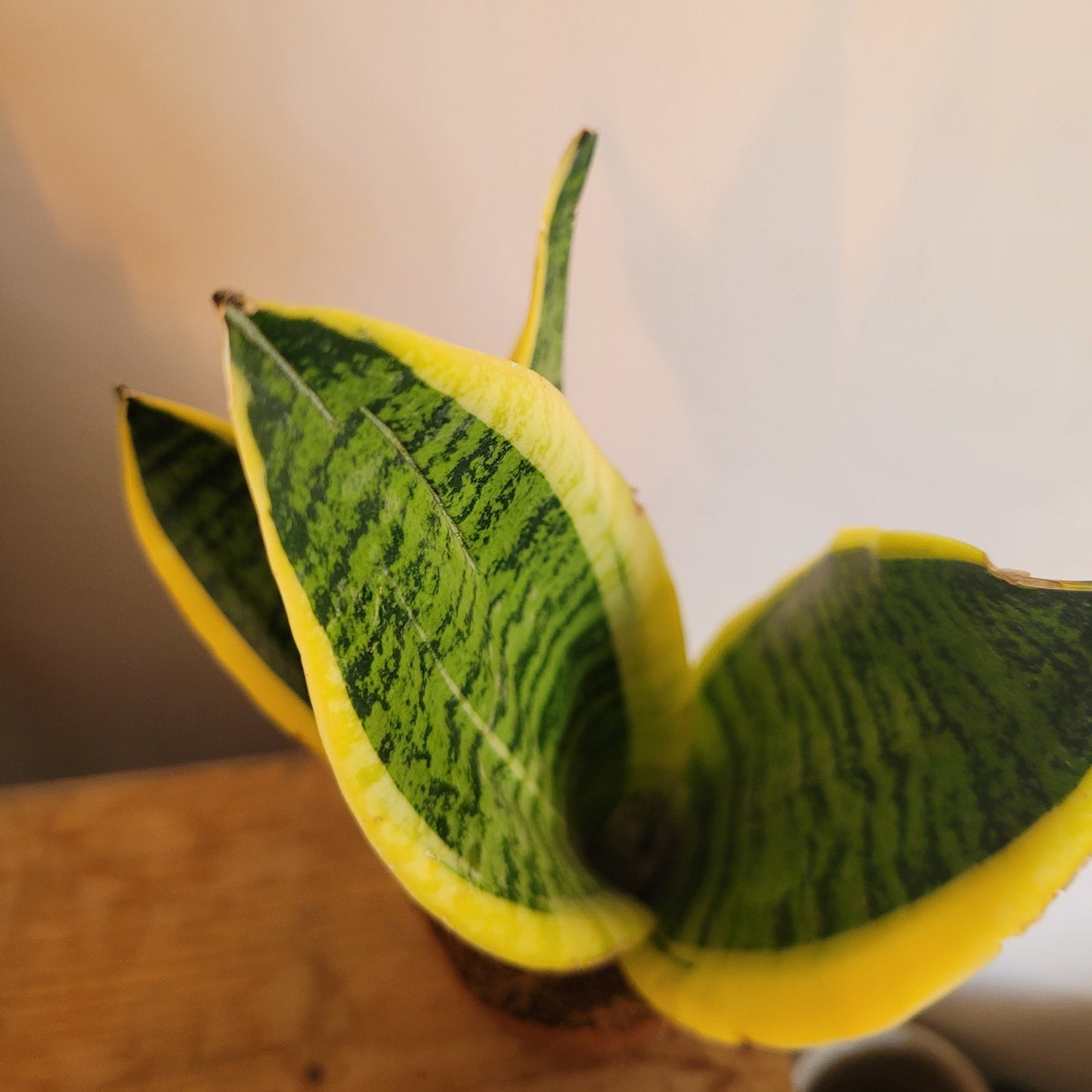Sansevieria COLLECTION ONLY