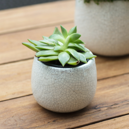 Ravello plant pot