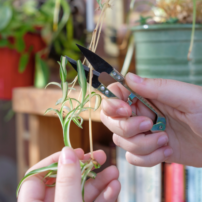 Mini Snips
