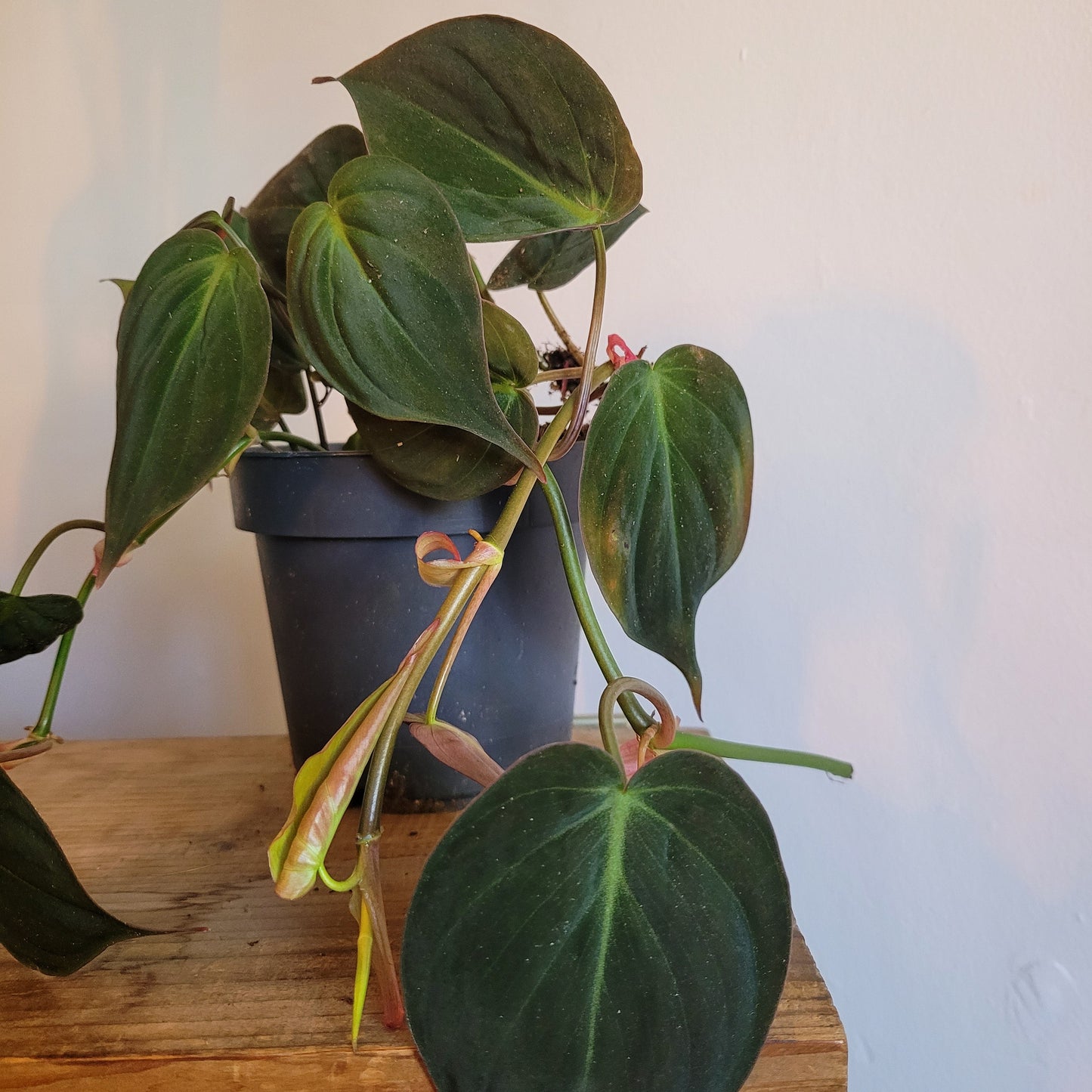 Philodendron Scandens COLLECTION ONLY