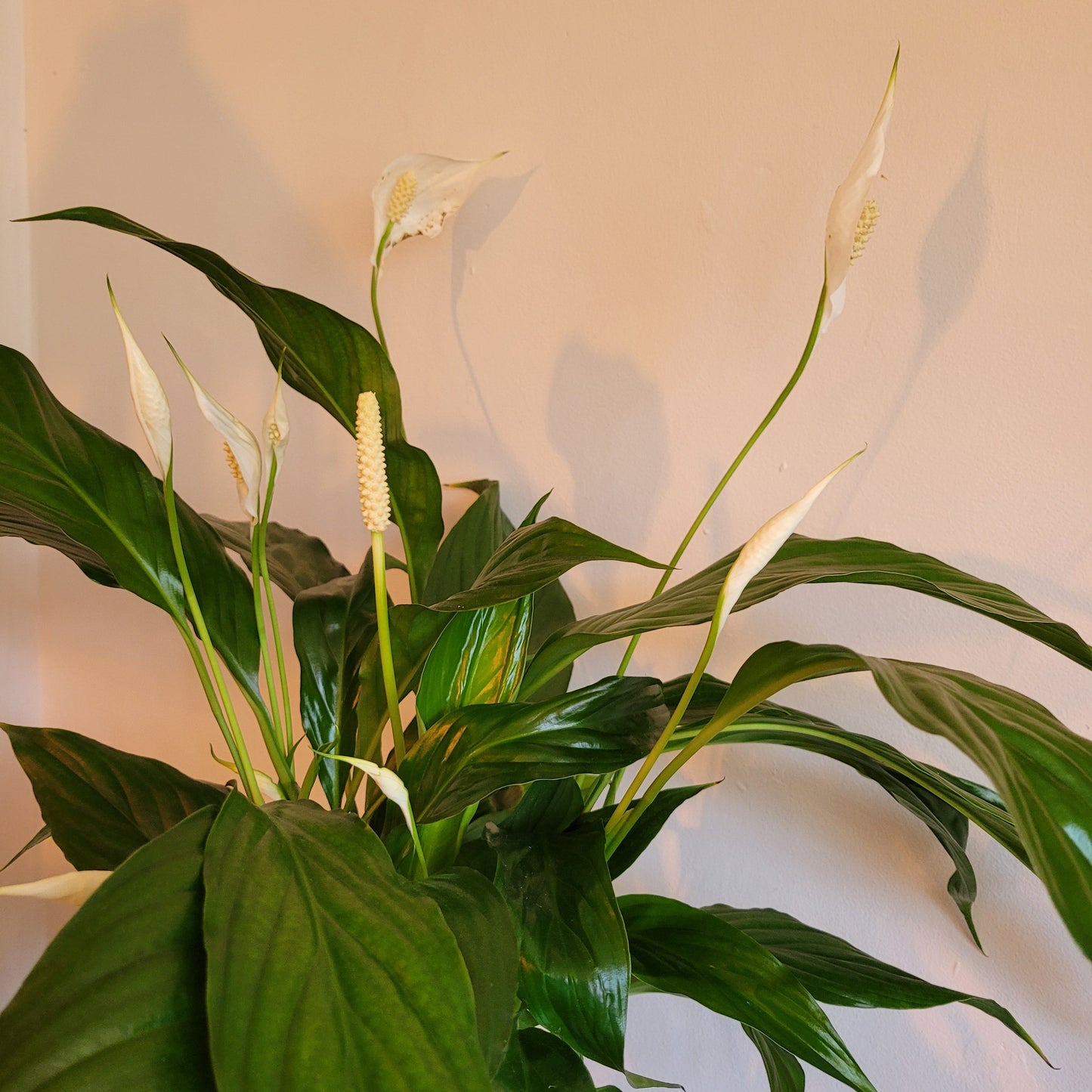 Peace Lily COLLECTION ONLY