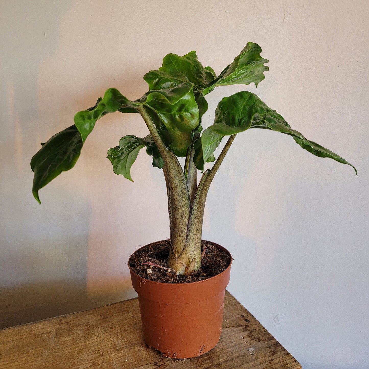 Alocasia COLLECTION ONLY