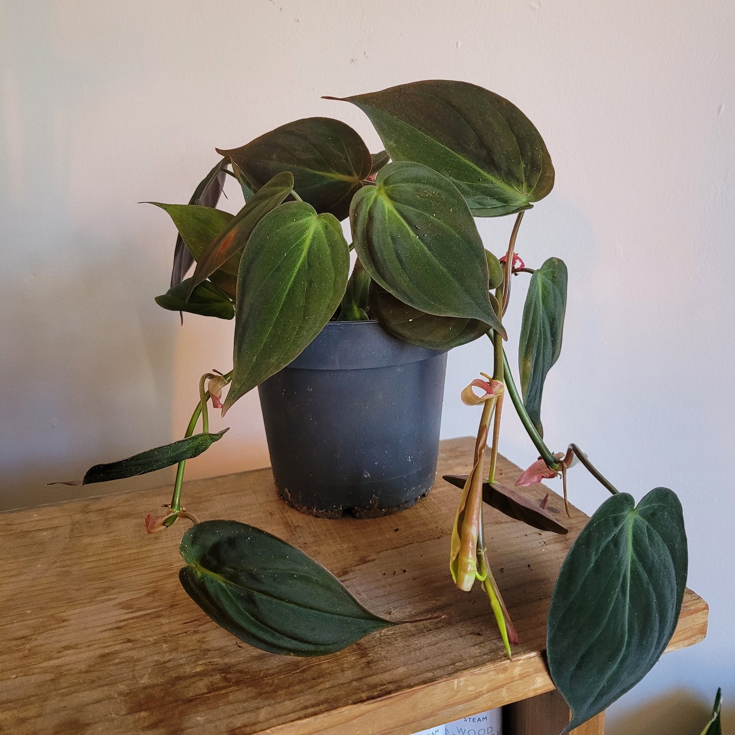 Philodendron Scandens COLLECTION ONLY