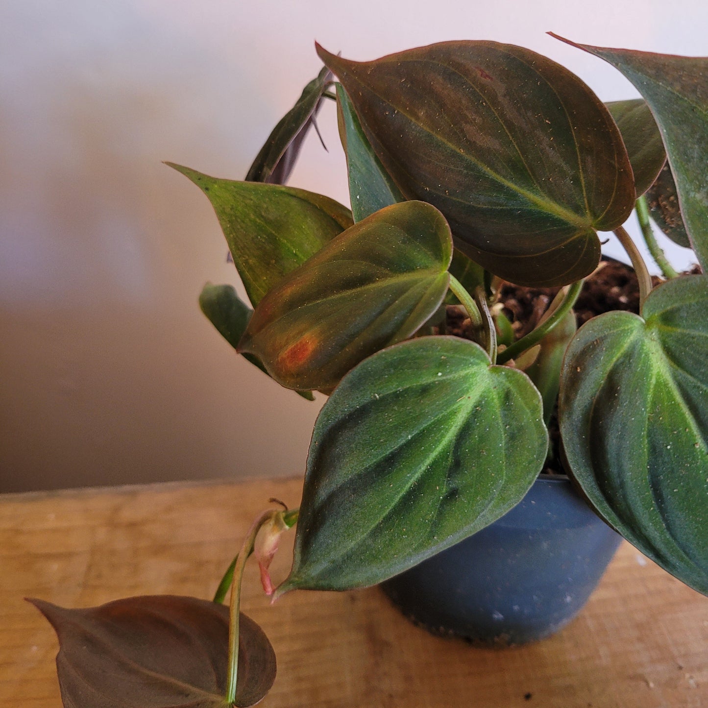 Philodendron Scandens COLLECTION ONLY