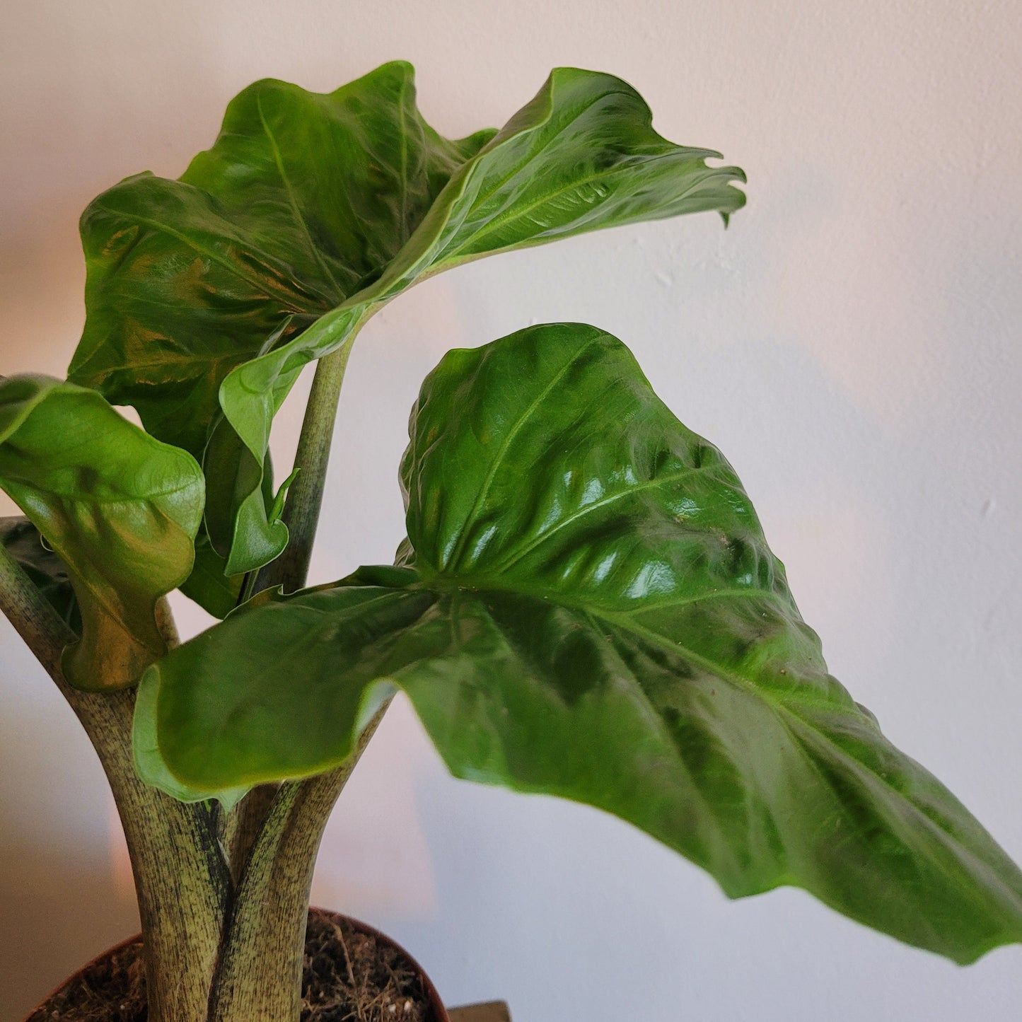 Alocasia COLLECTION ONLY