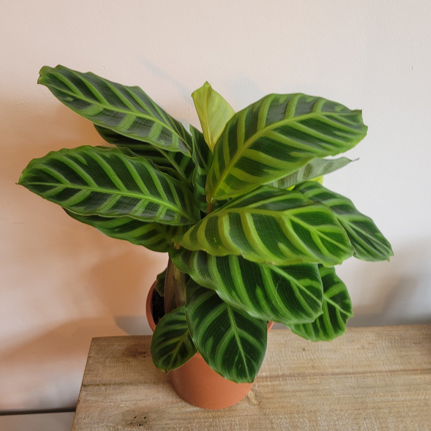 Calathea COLLECTION ONLY