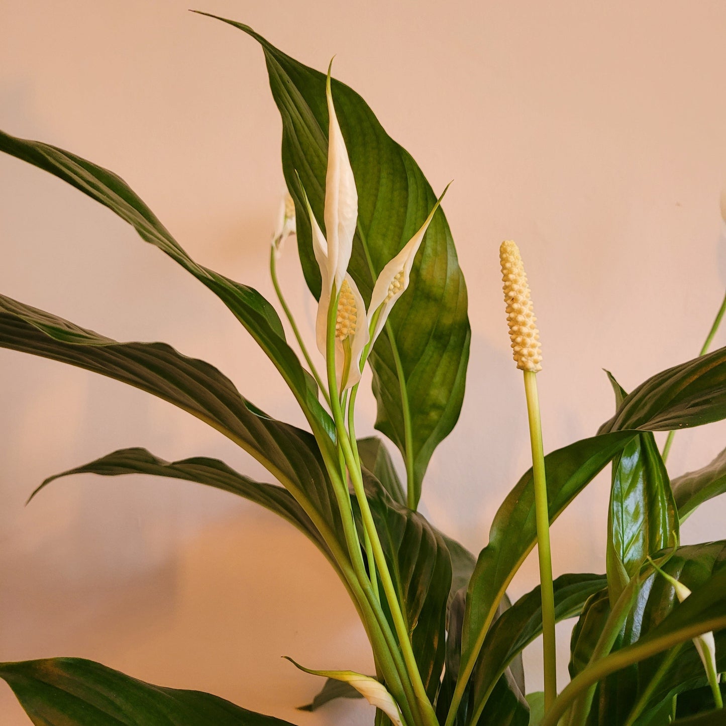 Peace Lily COLLECTION ONLY