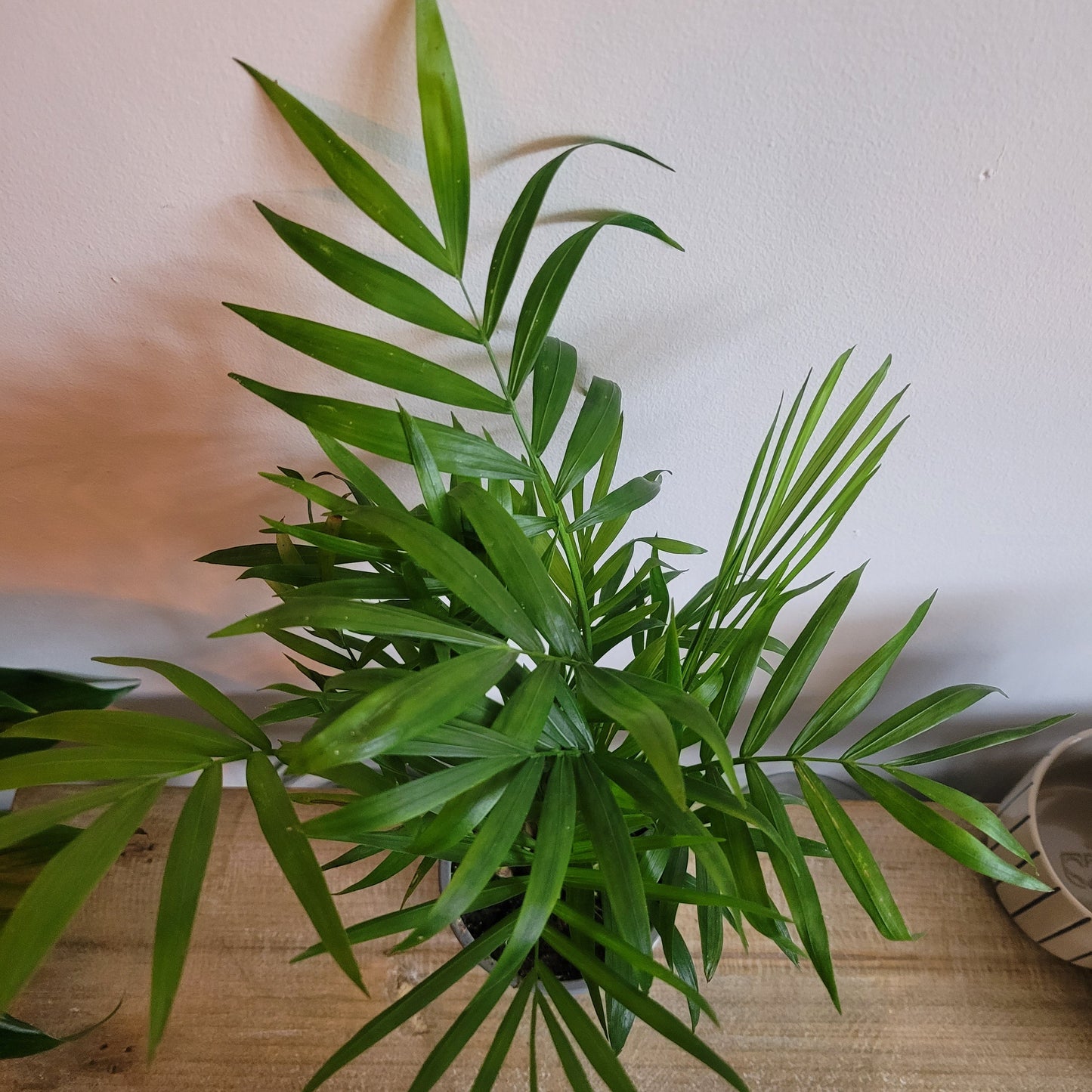 Parlor Palm COLLECTION ONLY
