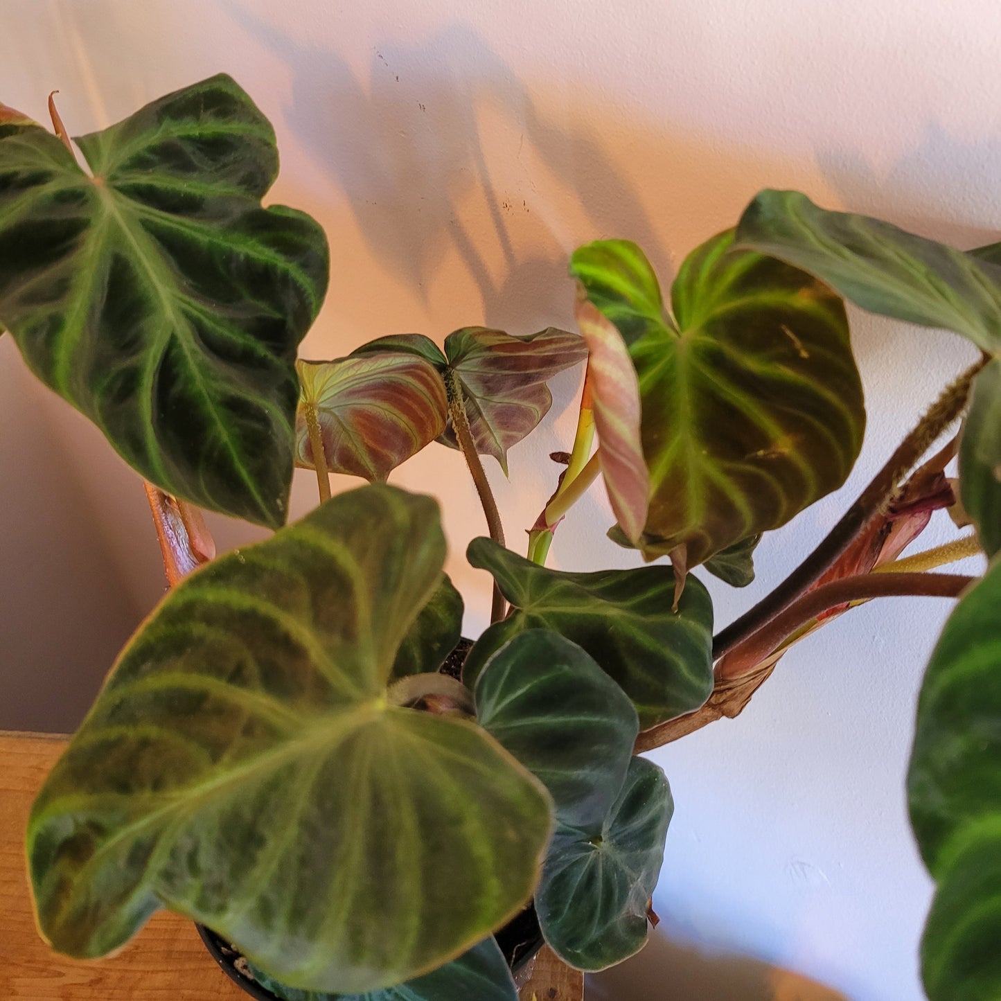 Philodendron Verrucosum COLLECTION ONLY