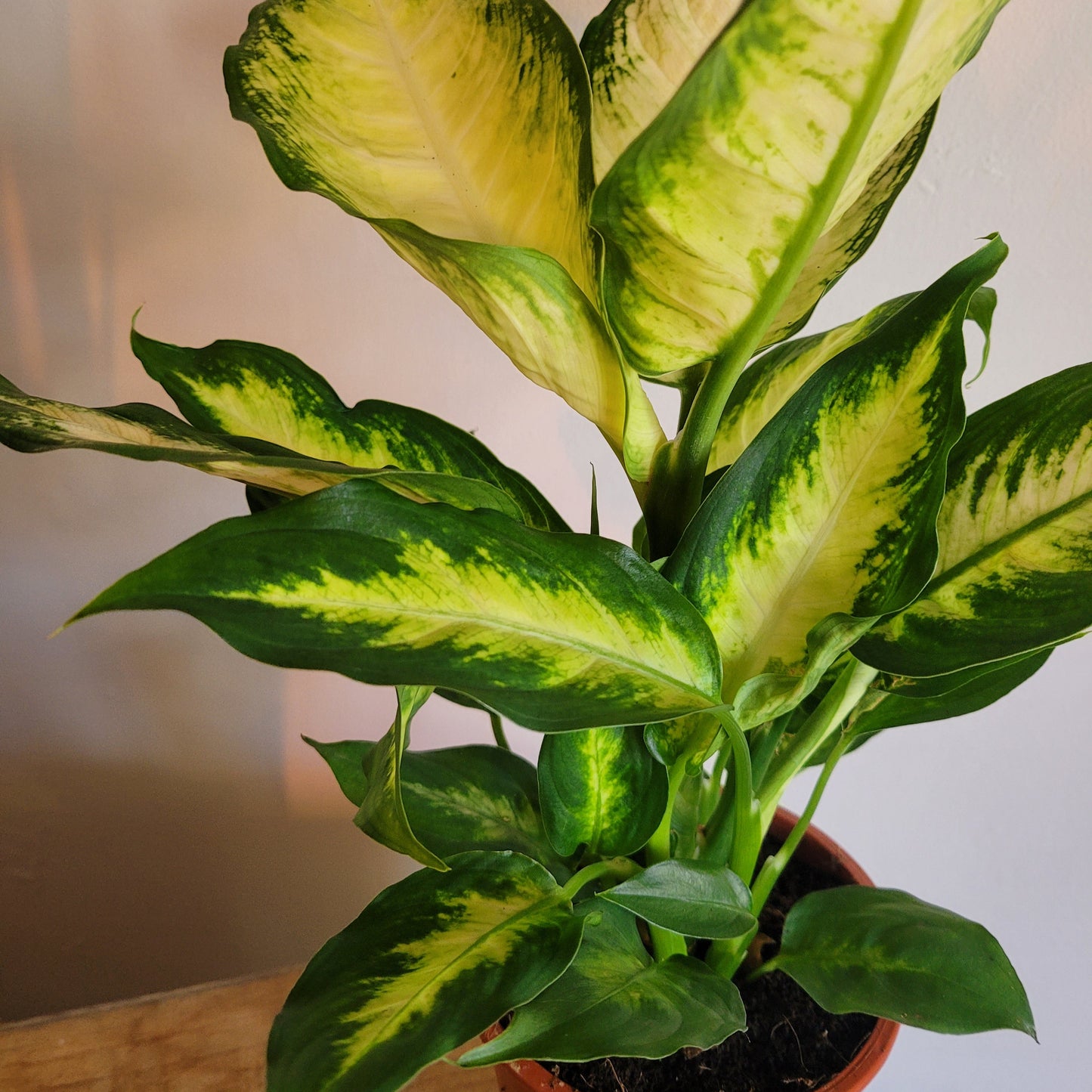 Dieffenbachia COLLECTION ONLY