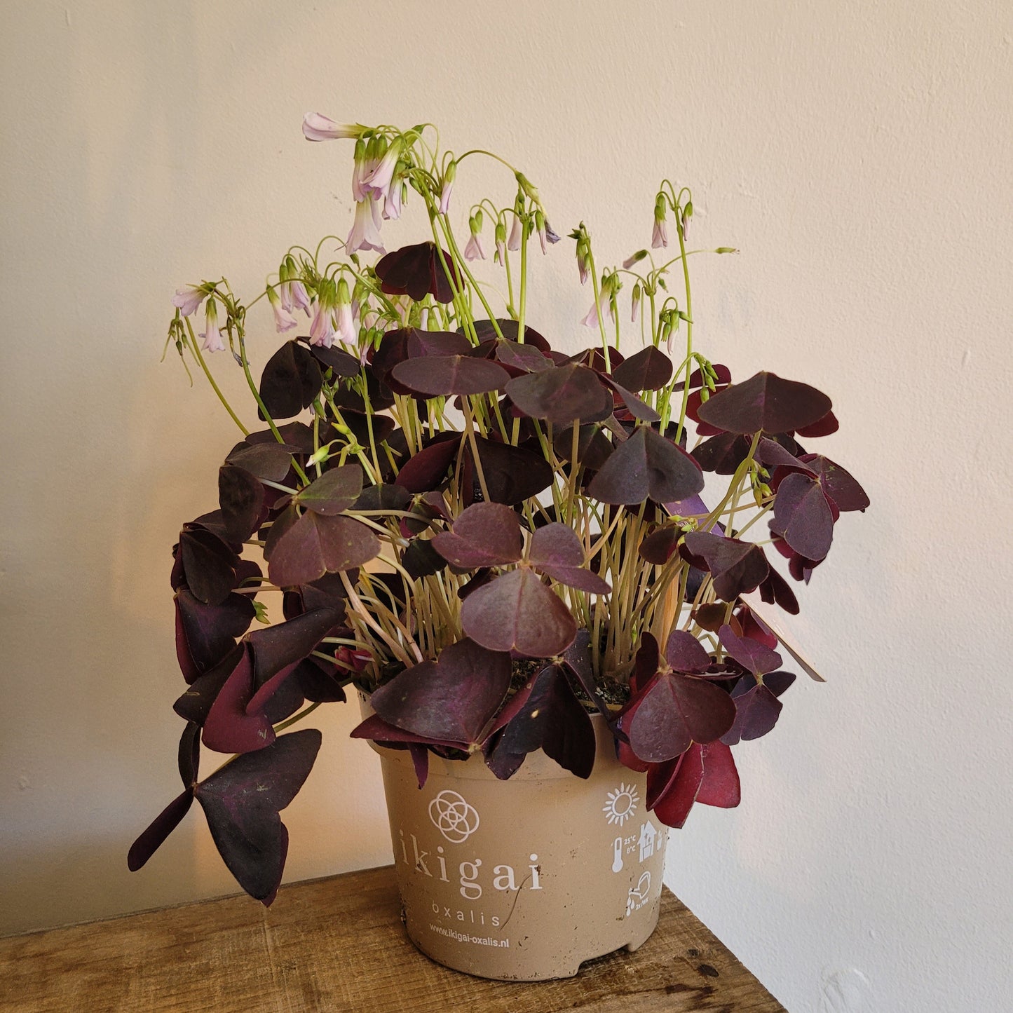 Oxalis Purple COLLECTION ONLY