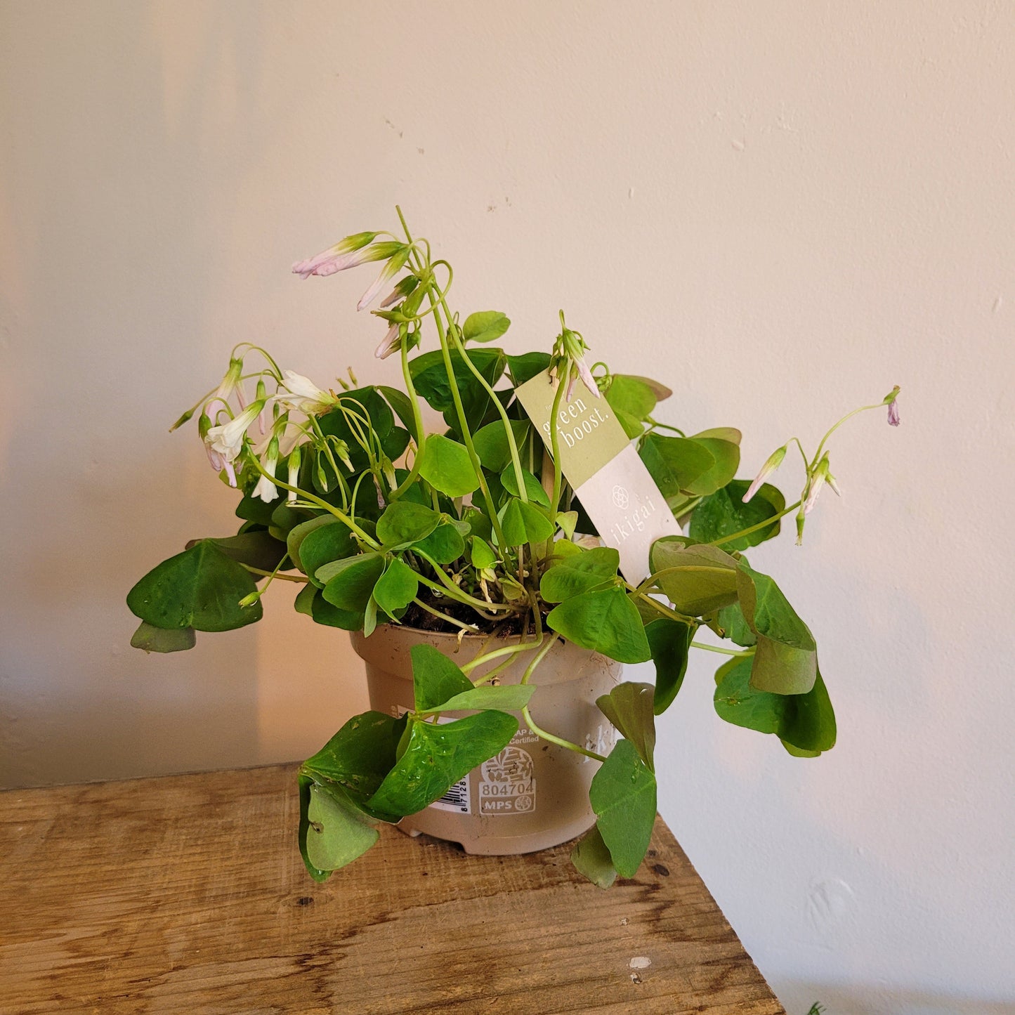 Oxalis Green COLLECTION ONLY