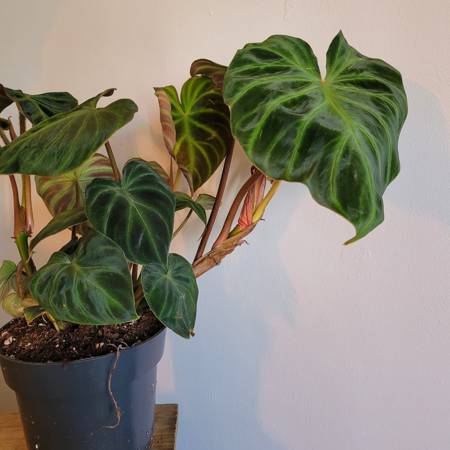 Philodendron Verrucosum COLLECTION ONLY