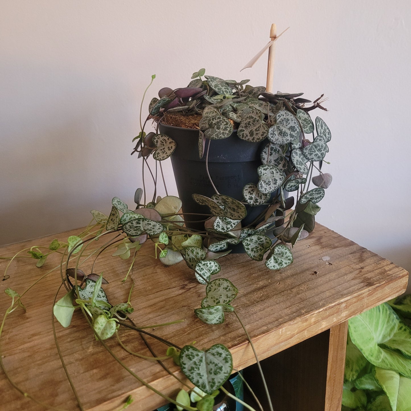 String of Hearts COLLECTION ONLY