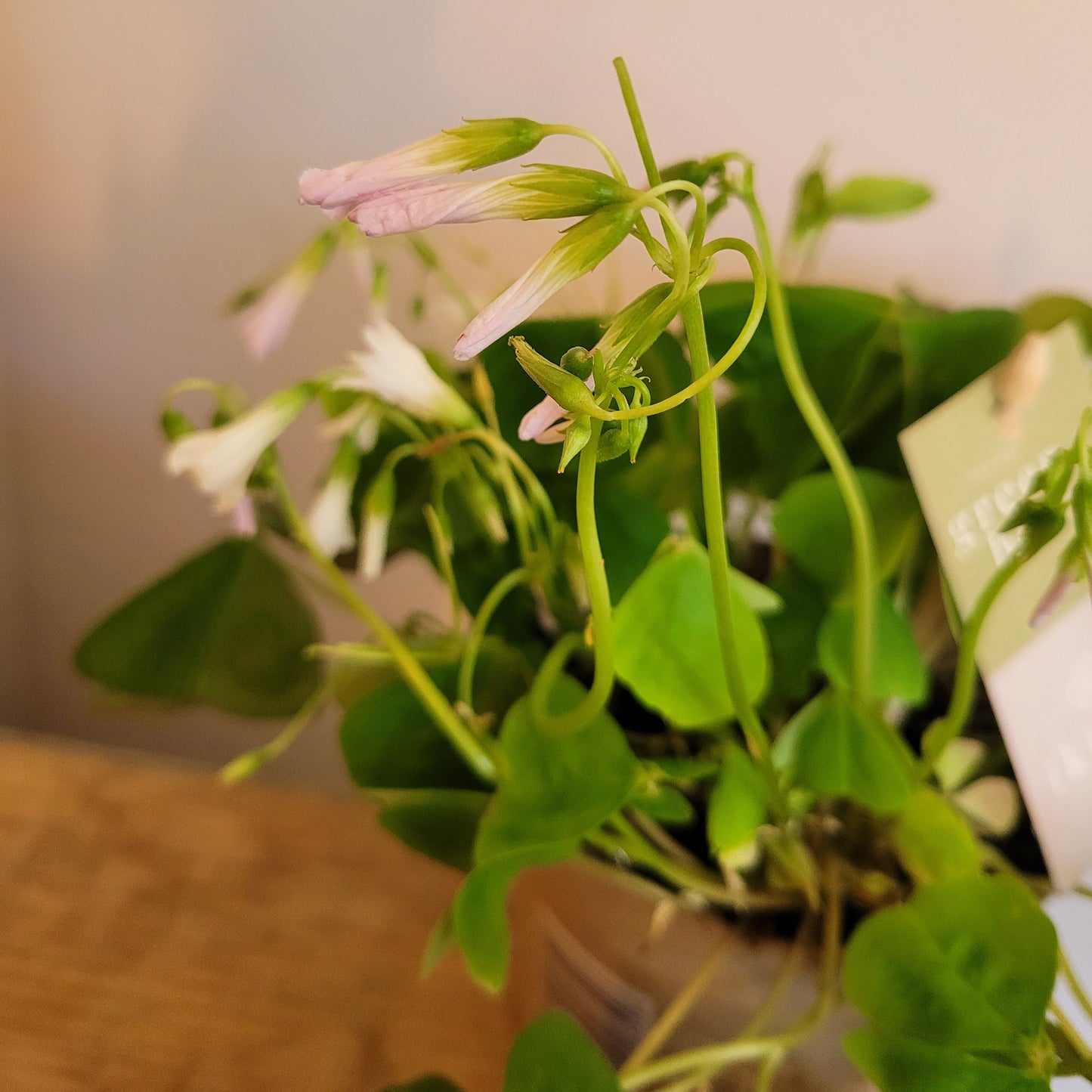 Oxalis Green COLLECTION ONLY