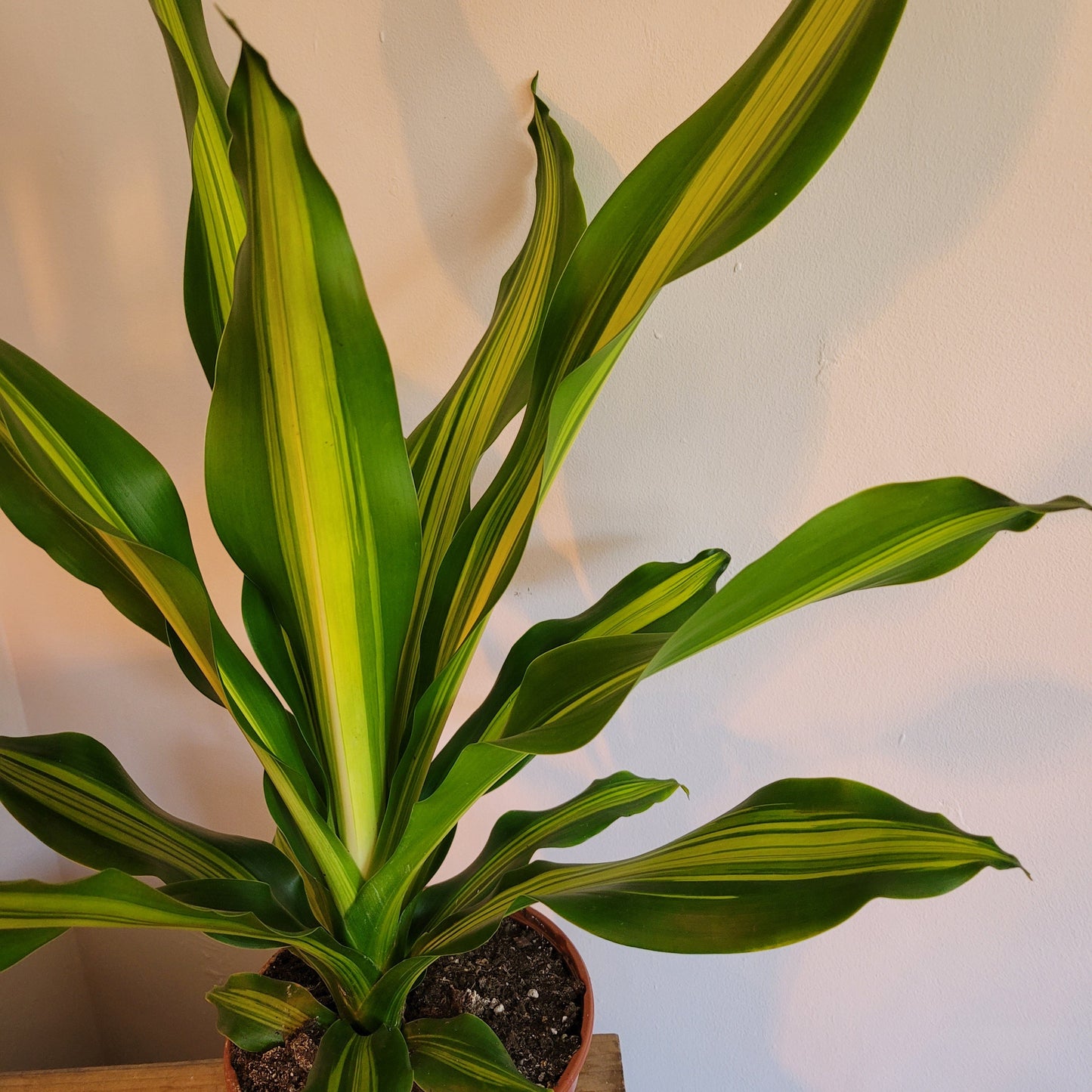 Dracaena variety COLLECTION ONLY