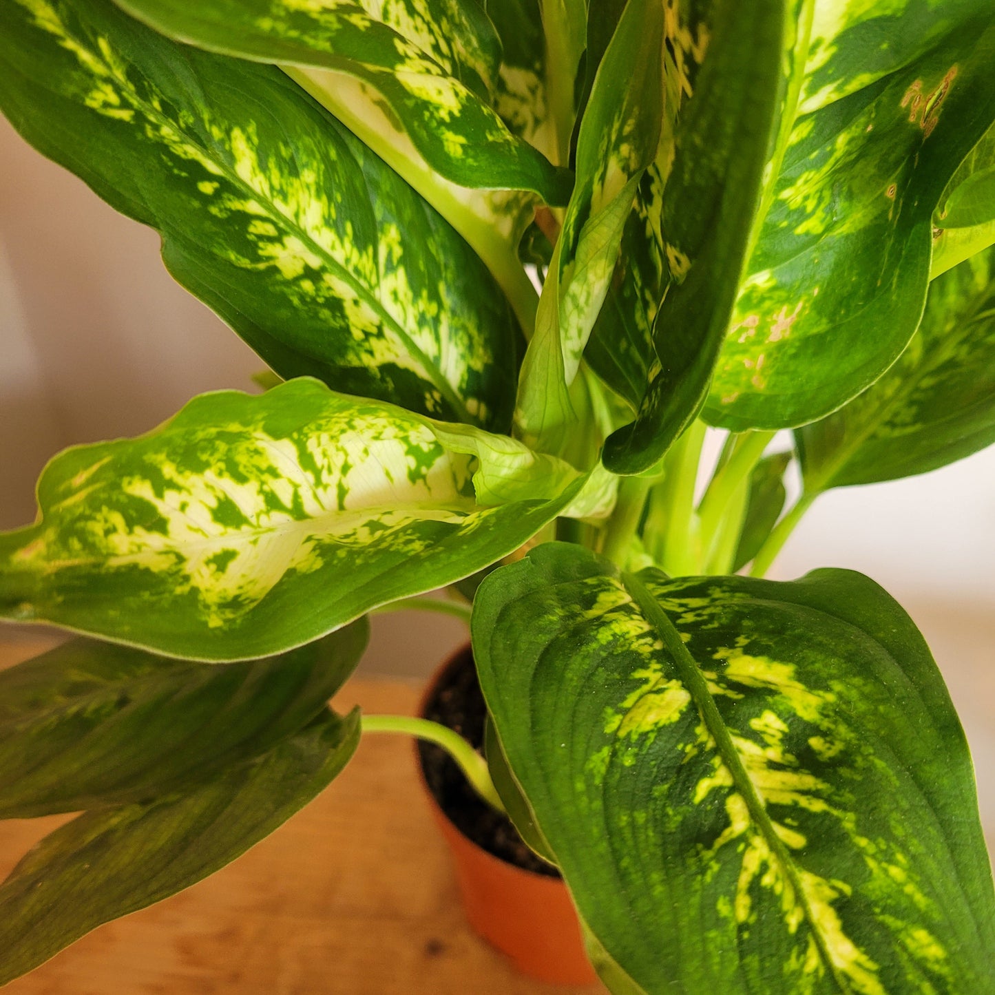 Dieffenbachia COLLECTION ONLY