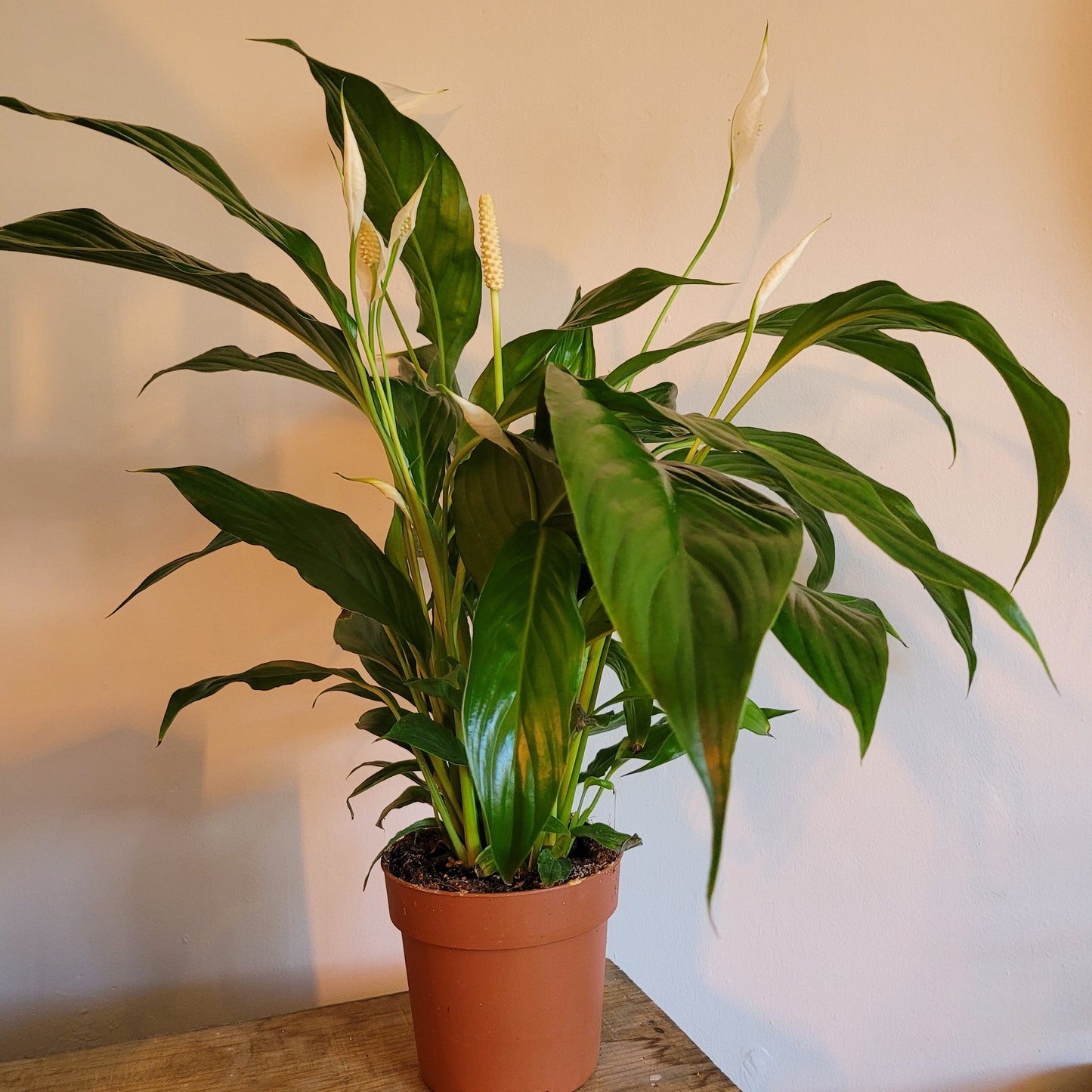 Peace Lily COLLECTION ONLY