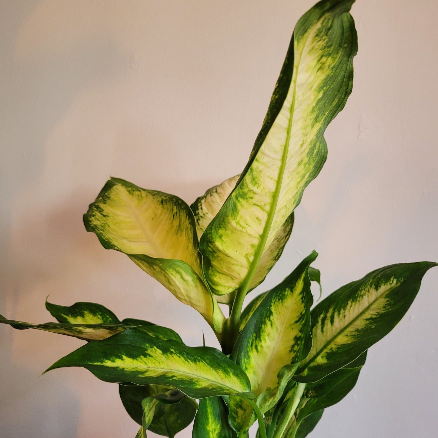 Dieffenbachia COLLECTION ONLY
