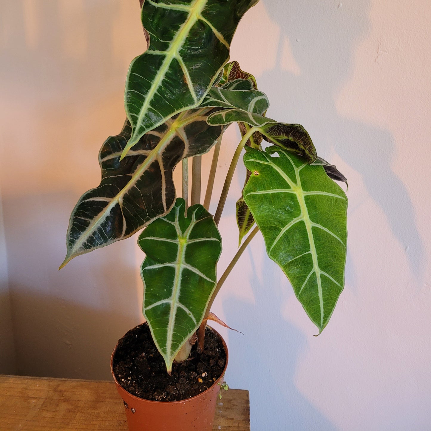 Alocasia variety COLLECTION ONLY