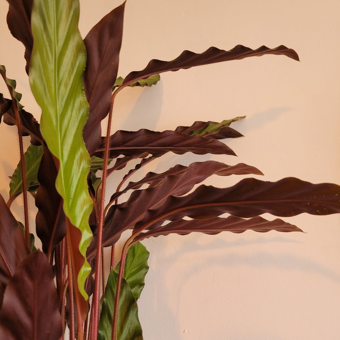 Calathea COLLECTION ONLY