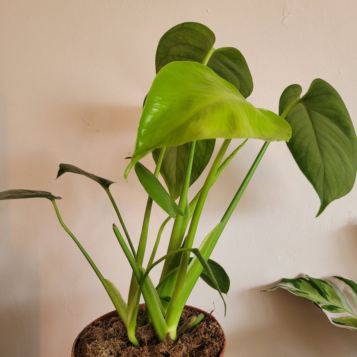 Mini Monstera COLLECTION ONLY
