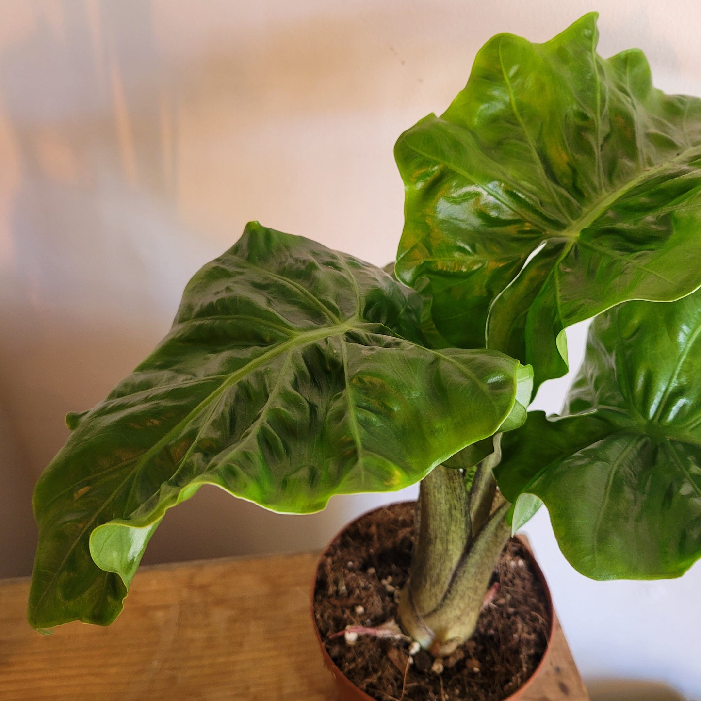 Alocasia COLLECTION ONLY