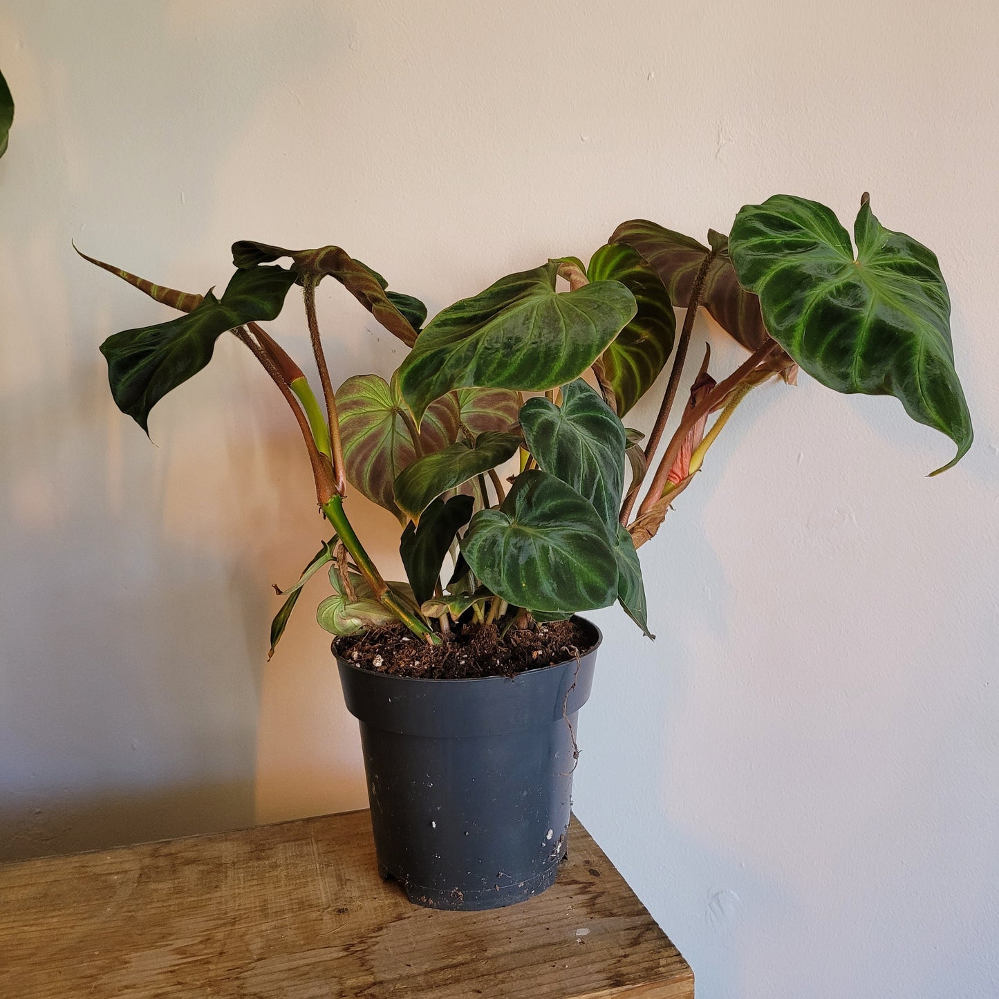 Philodendron Verrucosum COLLECTION ONLY