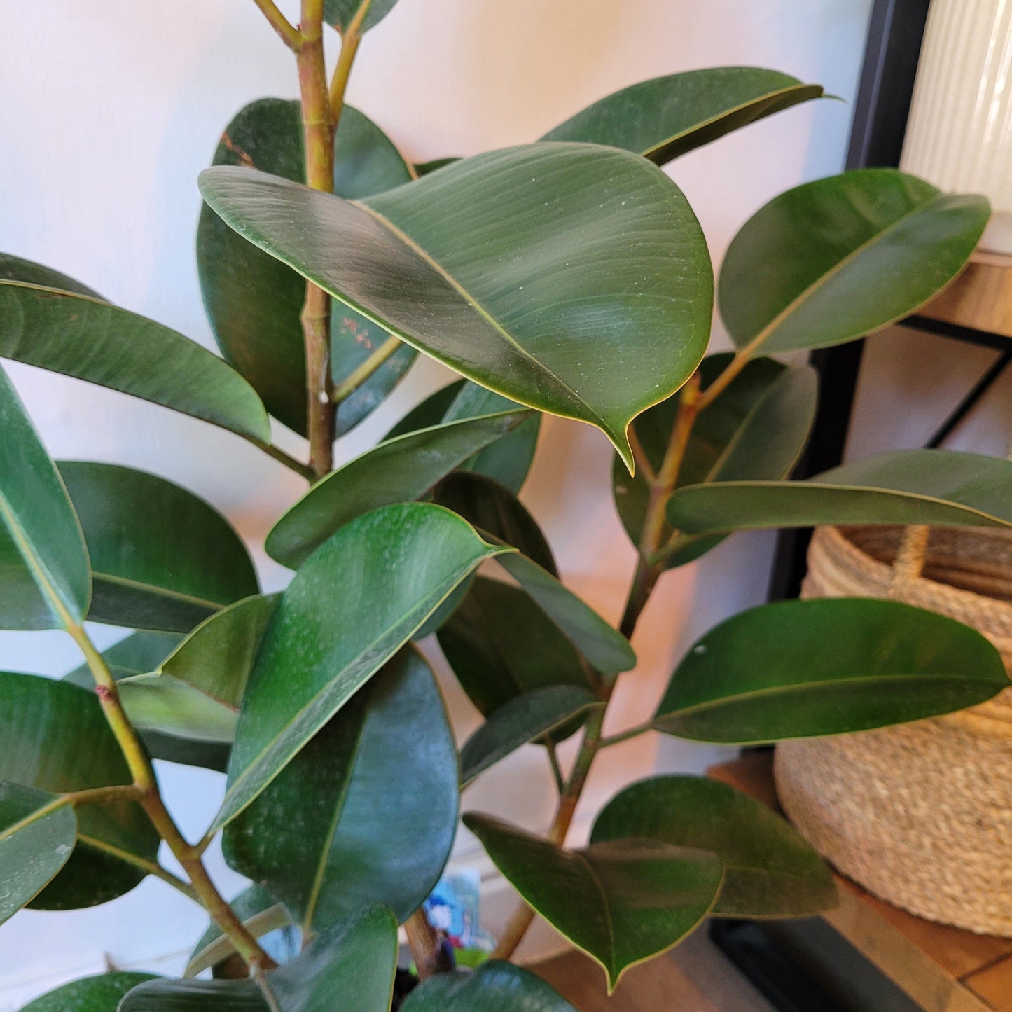 Rubber Plant COLLECTION ONLY
