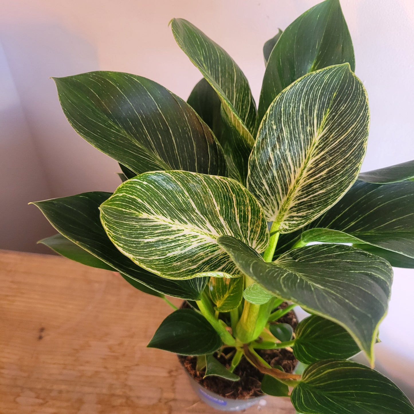 Philodendron White Wave COLLECTION ONLY