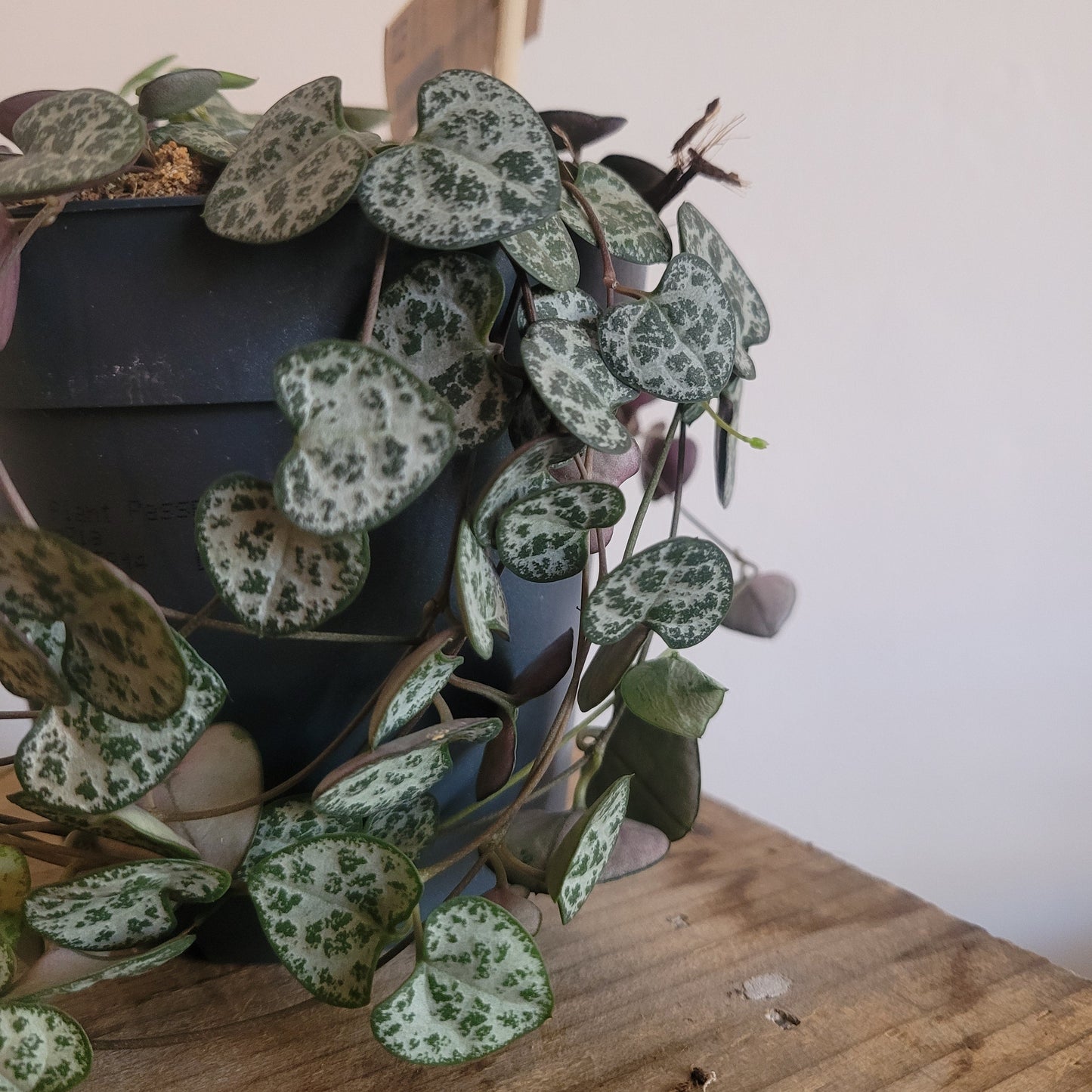 String of Hearts COLLECTION ONLY