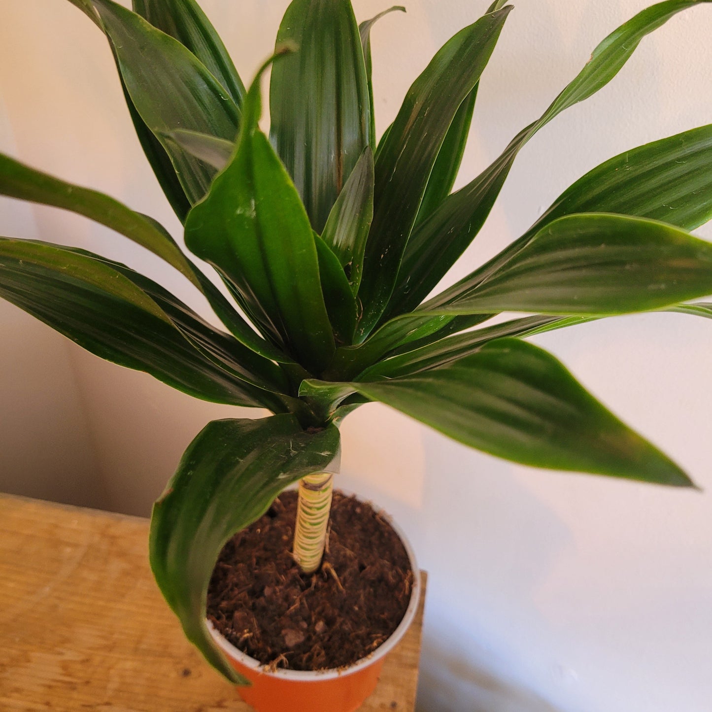 Dracaena COLLECTION ONLY
