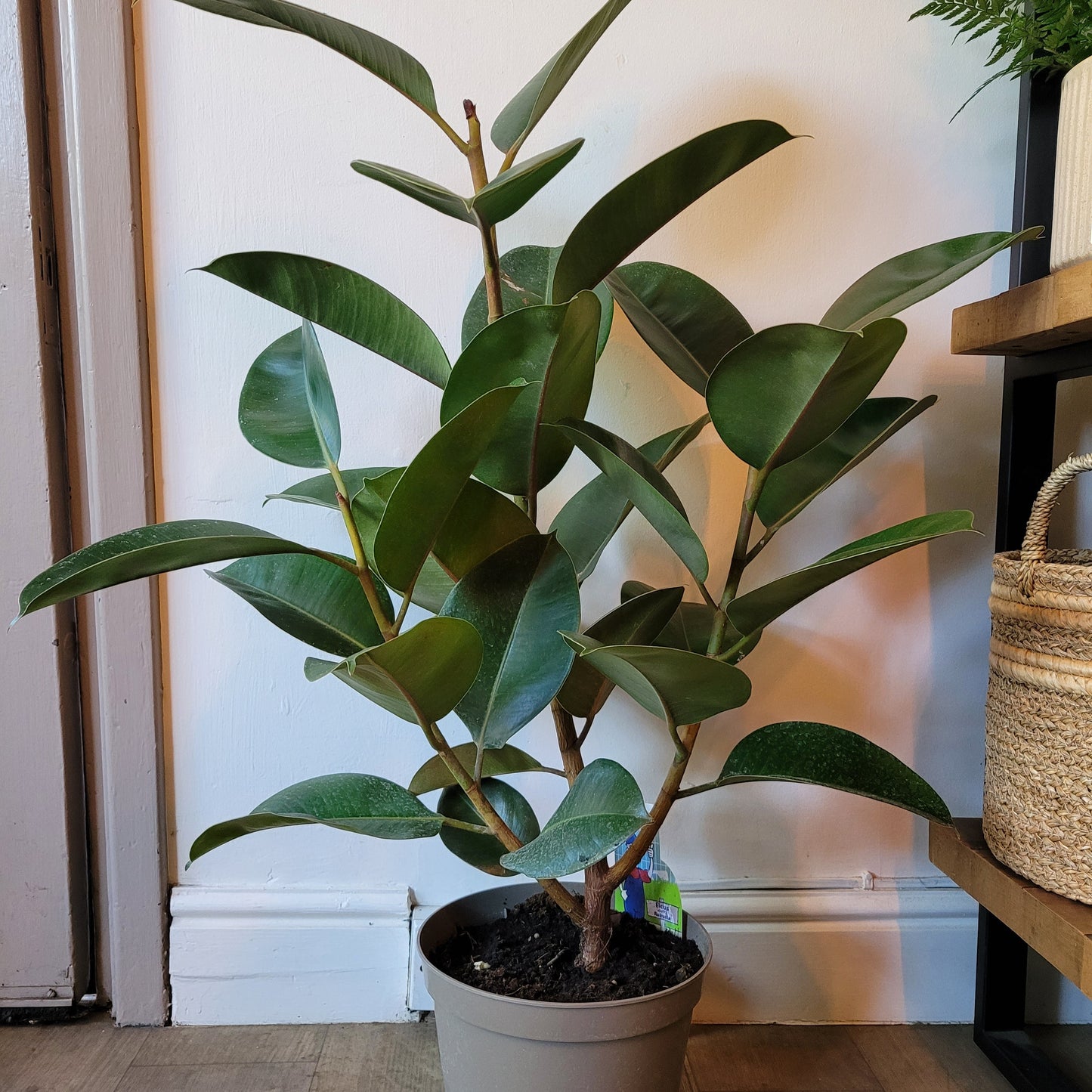 Rubber Plant COLLECTION ONLY