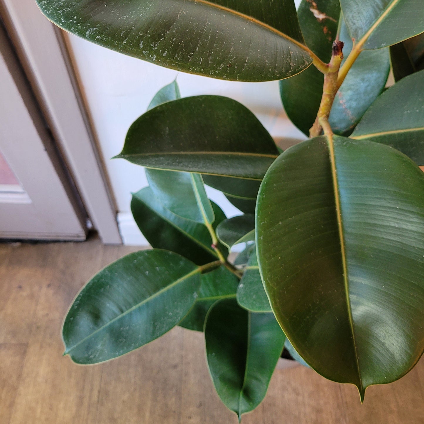 Rubber Plant COLLECTION ONLY