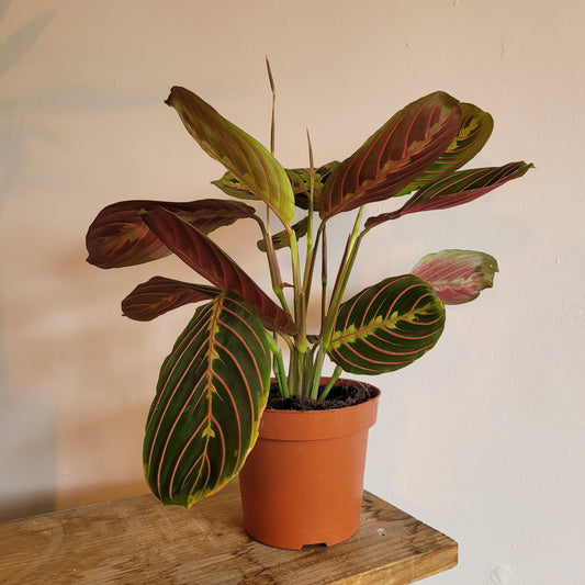 Maranta COLLECTION ONLY