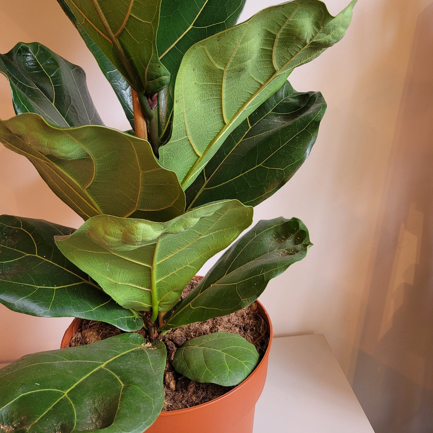 Fiddle Leaf Fig COLLECTION ONLY