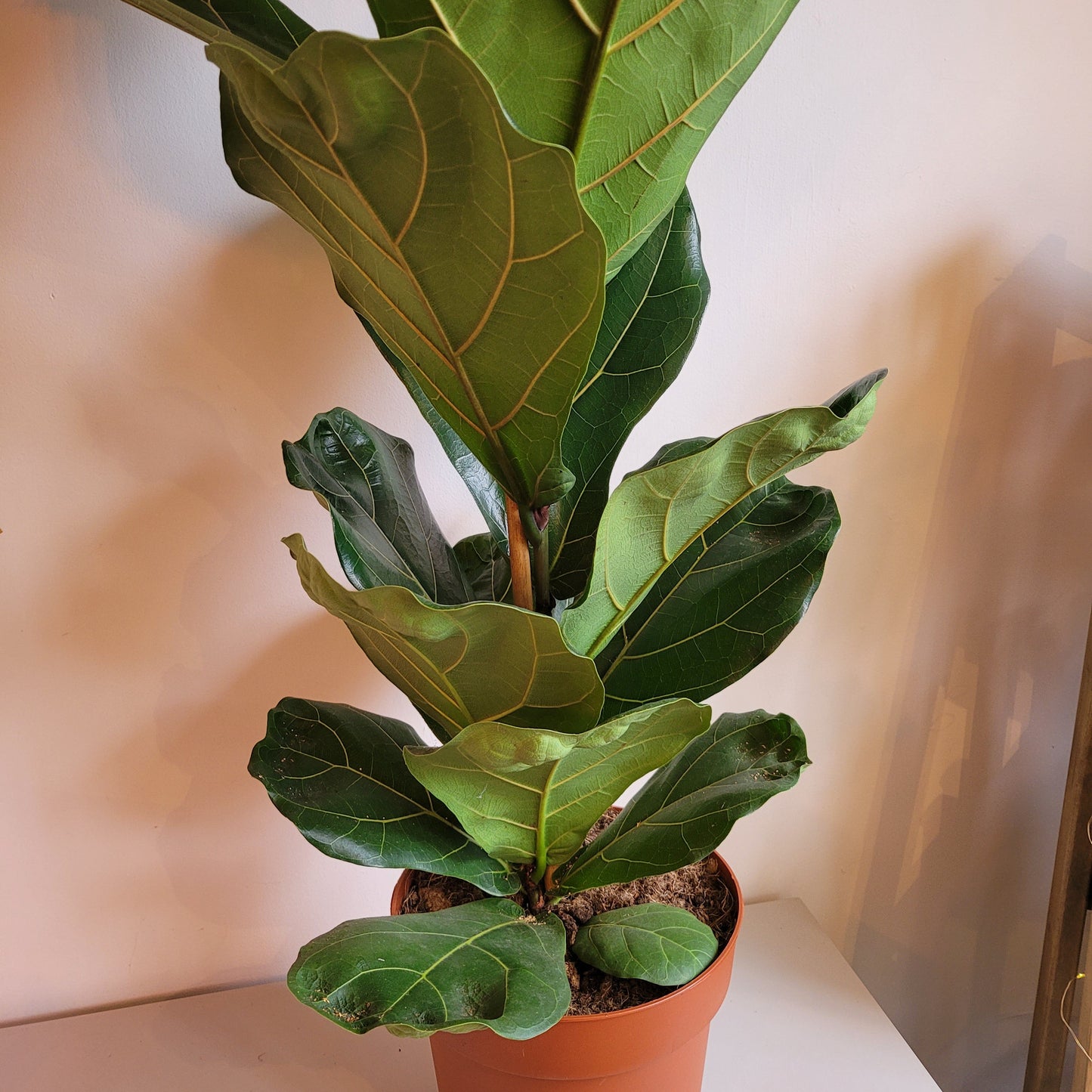 Fiddle Leaf Fig COLLECTION ONLY