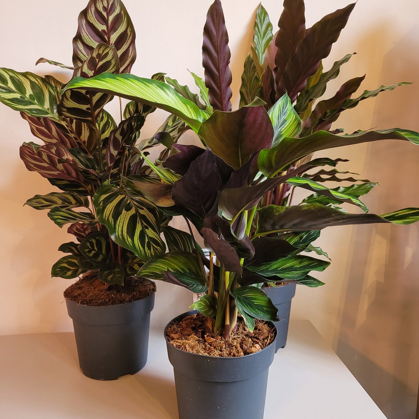 Calathea Mixed Leaves COLLECTION ONLY