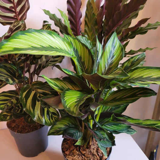 Calathea Mixed Leaves COLLECTION ONLY