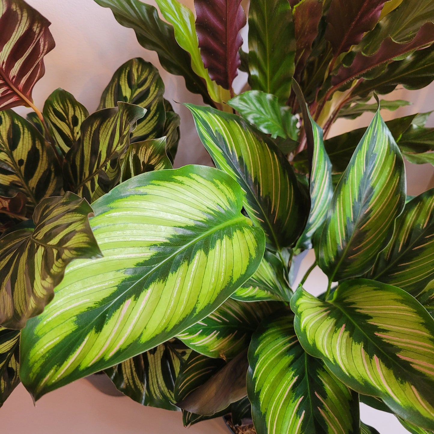 Calathea Mixed Leaves COLLECTION ONLY