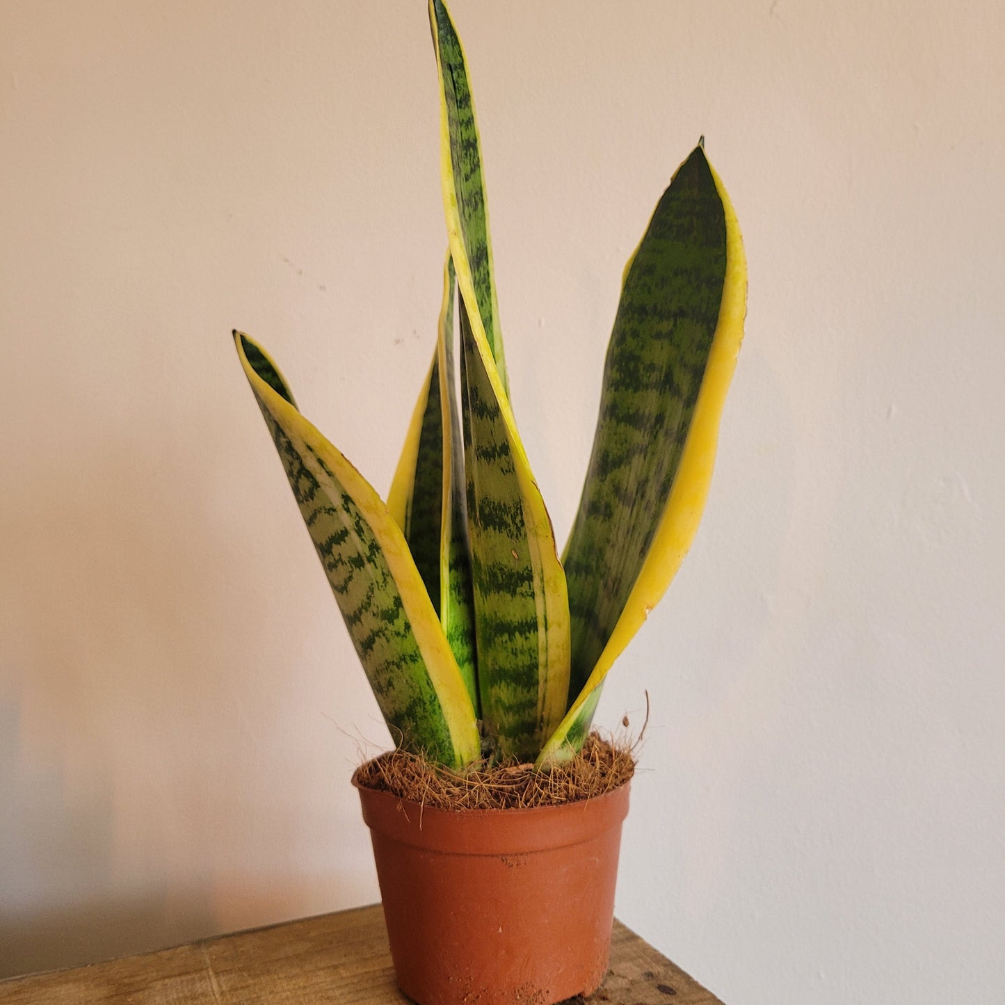 Sansevieria Mixed Styles COLLECTION ONLY