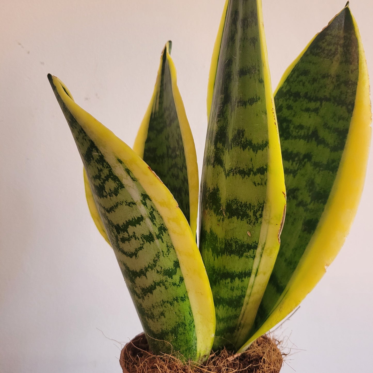 Sansevieria Mixed Styles COLLECTION ONLY