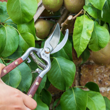 Secateurs