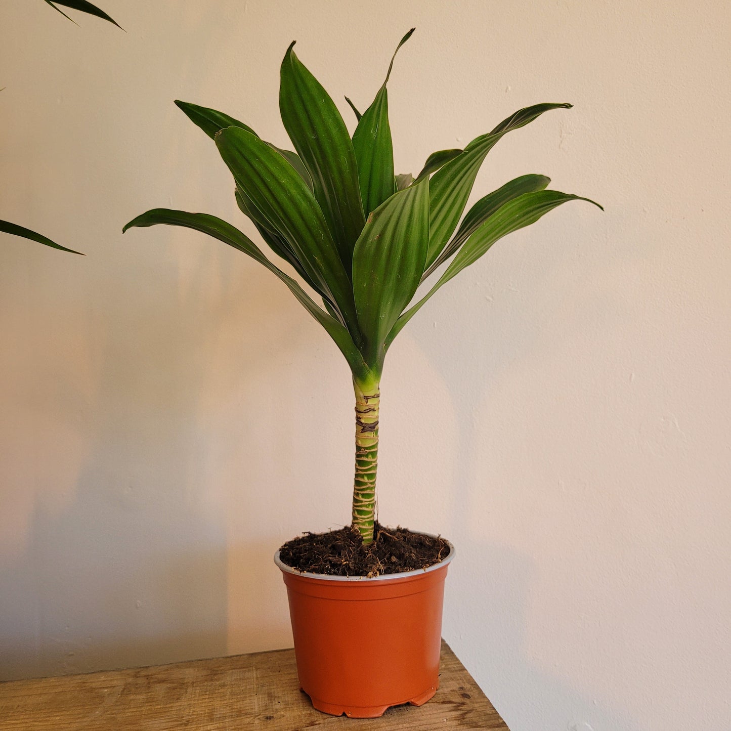 Dracaena COLLECTION ONLY