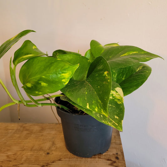 Epipremnum COLLECTION ONLY