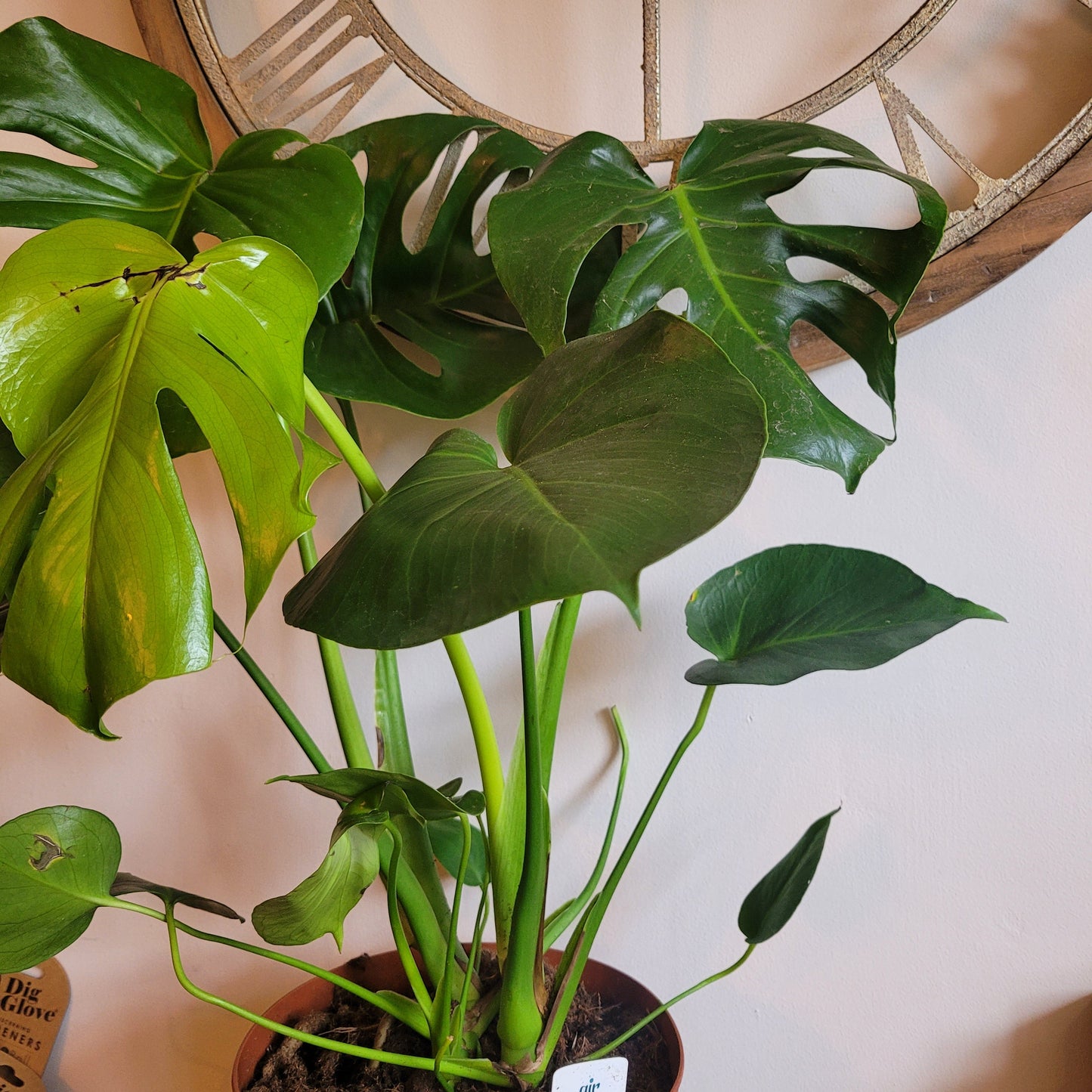 Monstera COLLECTION ONLY