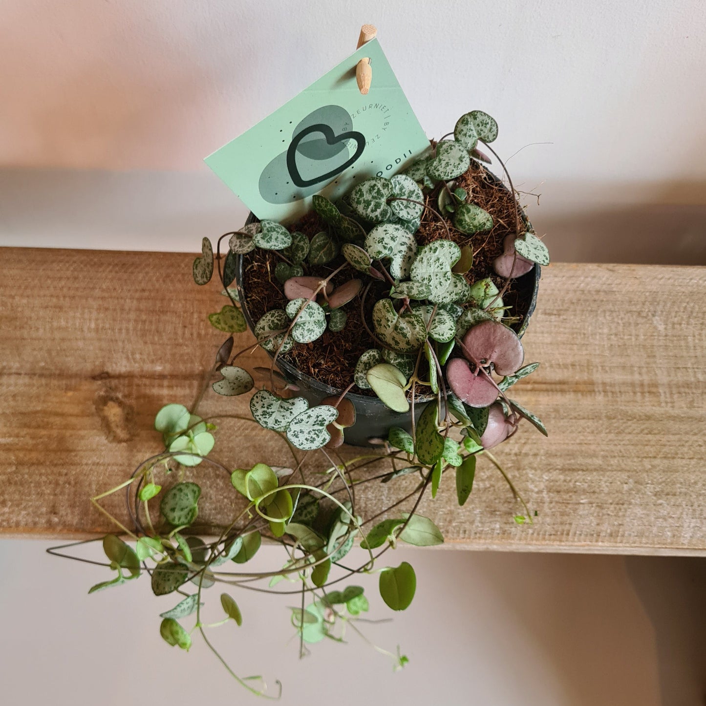 String of Hearts COLLECTION ONLY